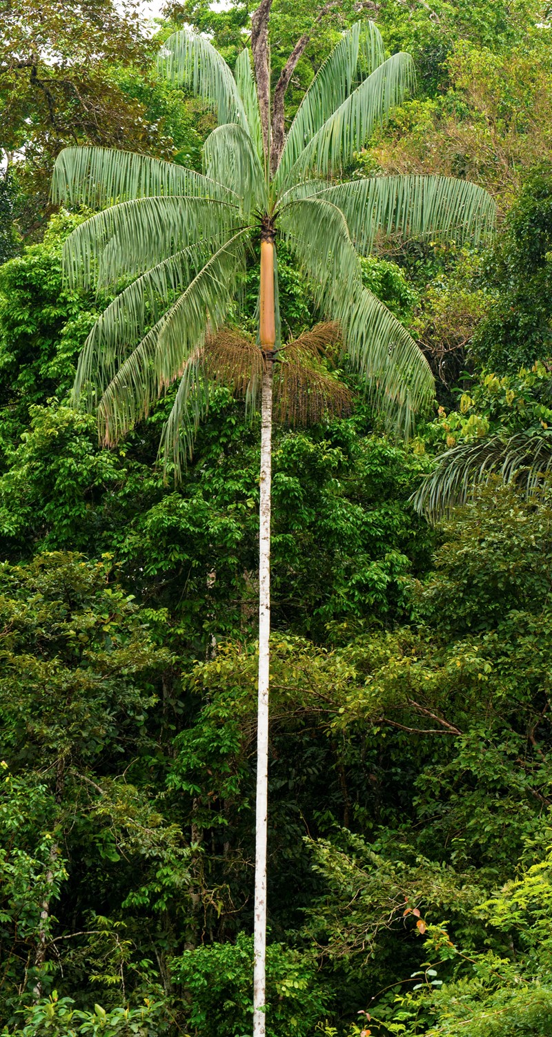 Galería Bioweb Ecuador 0333